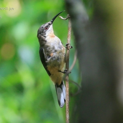 Acanthorhynchus tenuirostris (Eastern Spinebill) at Narrawallee, NSW - 22 Jan 2015 by CharlesDove