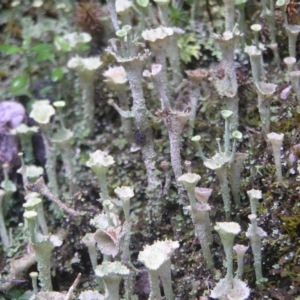 Cladonia sp. (genus) at Paddys River, ACT - 8 Jul 2018 01:20 PM