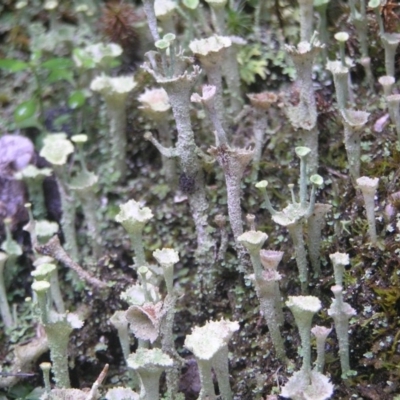 Cladonia sp. (genus) (Cup Lichen) at Tidbinbilla Nature Reserve - 8 Jul 2018 by MatthewFrawley