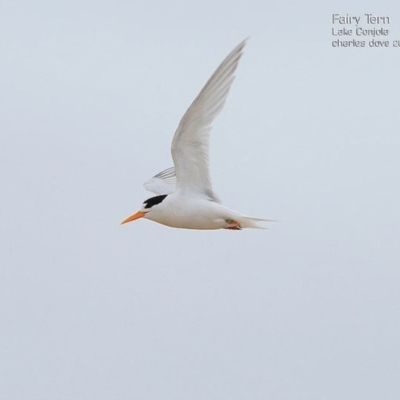 Sternula nereis (Fairy Tern) at Cunjurong Point, NSW - 19 Jan 2015 by CharlesDove