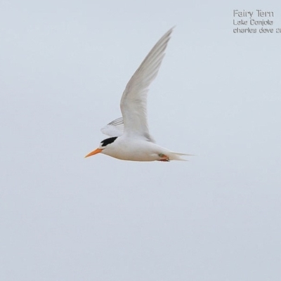 Sternula nereis (Fairy Tern) at Cunjurong Point, NSW - 20 Jan 2015 by CharlesDove