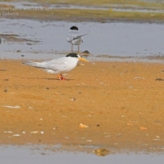 Sternula nereis (Fairy Tern) at Jervis Bay National Park - 20 Jan 2015 by CharlesDove