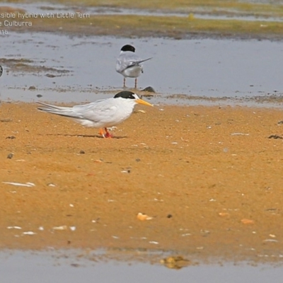 Sternula nereis (Fairy Tern) at Jervis Bay National Park - 19 Jan 2015 by CharlesDove