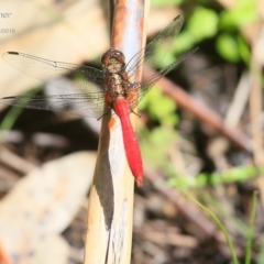 Orthetrum villosovittatum (Fiery Skimmer) at Narrawallee Foreshore and Reserves Bushcare Group - 24 Jan 2015 by CharlesDove