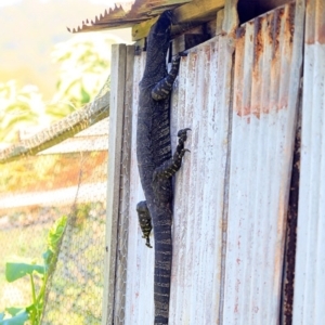 Varanus varius at Kioloa, NSW - suppressed