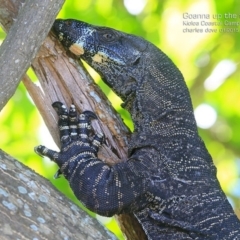 Varanus varius at Kioloa, NSW - suppressed