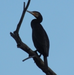 Phalacrocorax carbo (Great Cormorant) at Pine Island to Point Hut - 31 Mar 2018 by michaelb