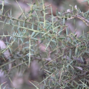 Daviesia ulicifolia at Paddys River, ACT - 27 Oct 2018