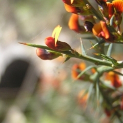 Daviesia ulicifolia at Paddys River, ACT - 27 Oct 2018