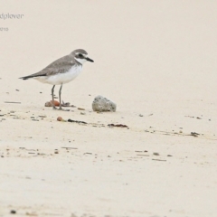 Anarhynchus mongolus (Siberian Sand-Plover) at Cunjurong Point, NSW - 23 Jan 2015 by CharlesDove