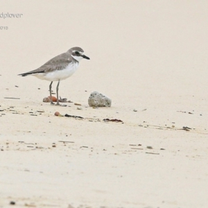 Anarhynchus mongolus at Cunjurong Point, NSW - 23 Jan 2015