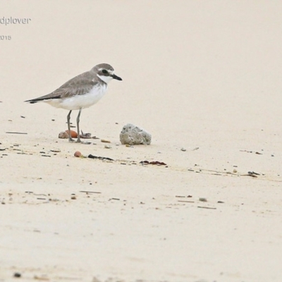 Anarhynchus mongolus (Siberian Sand-Plover) at Cunjurong Point, NSW - 22 Jan 2015 by Charles Dove