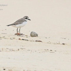 Charadrius mongolus (Lesser Sand Plover) at Cunjurong Point, NSW - 22 Jan 2015 by Charles Dove