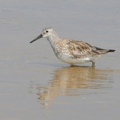 Calidris tenuirostris (Great Knot) at Jervis Bay National Park - 25 Jan 2015 by CharlesDove