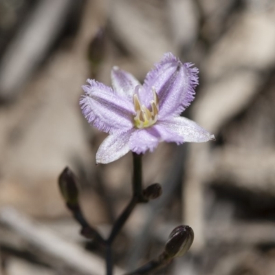 Thysanotus patersonii (Twining Fringe Lily) at Michelago, NSW - 27 Sep 2010 by Illilanga