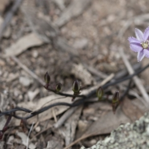 Thysanotus patersonii at Michelago, NSW - 27 Sep 2010 02:03 PM