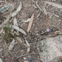 Thysanotus patersonii at Michelago, NSW - 27 Sep 2010 02:03 PM