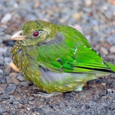 Ailuroedus crassirostris (Green Catbird) at Yatte Yattah, NSW - 21 Jan 2015 by CharlesDove