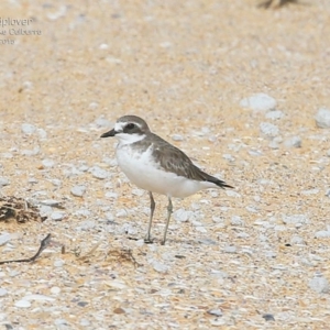 Anarhynchus mongolus at Jervis Bay National Park - 25 Jan 2015