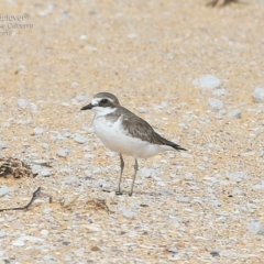 Anarhynchus mongolus (Siberian Sand-Plover) at Jervis Bay National Park - 24 Jan 2015 by Charles Dove