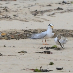 Sternula albifrons (Little Tern) at Cunjurong Point, NSW - 24 Jan 2015 by CharlesDove