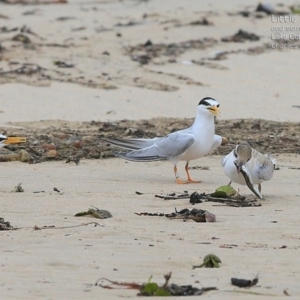 Sternula albifrons at Cunjurong Point, NSW - 25 Jan 2015