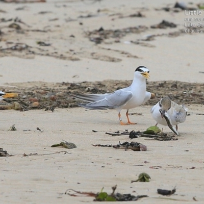 Sternula albifrons (Little Tern) at Cunjurong Point, NSW - 25 Jan 2015 by CharlesDove