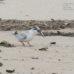 Sternula albifrons at Cunjurong Point, NSW - 25 Jan 2015