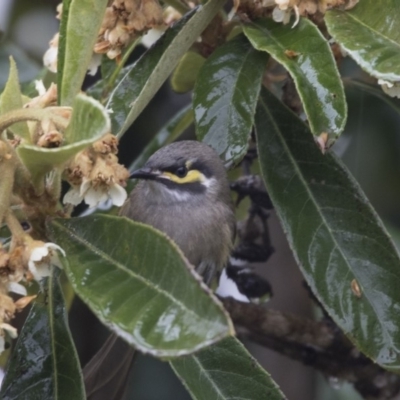 Caligavis chrysops (Yellow-faced Honeyeater) at Higgins, ACT - 12 Jun 2018 by AlisonMilton