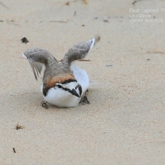 Anarhynchus ruficapillus (Red-capped Plover) at Lake Conjola, NSW - 20 Jan 2015 by CharlesDove