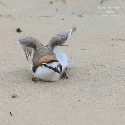 Anarhynchus ruficapillus (Red-capped Plover) at Lake Conjola, NSW - 19 Jan 2015 by CharlesDove