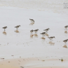 Calidris ruficollis (Red-necked Stint) at Conjola Bushcare - 19 Jan 2015 by Charles Dove