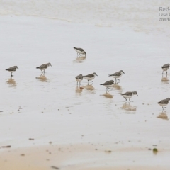 Calidris ruficollis (Red-necked Stint) at Lake Conjola, NSW - 20 Jan 2015 by CharlesDove