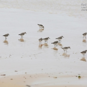 Calidris ruficollis at Lake Conjola, NSW - 20 Jan 2015