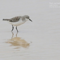 Calidris ruficollis at Lake Conjola, NSW - 20 Jan 2015 12:00 AM