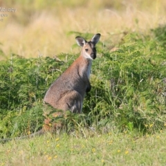Notamacropus rufogriseus (Red-necked Wallaby) at Kioloa, NSW - 22 Jan 2015 by Charles Dove