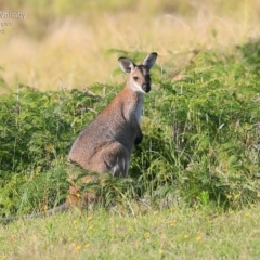 Notamacropus rufogriseus (Red-necked Wallaby) at Kioloa, NSW - 23 Jan 2015 by CharlesDove