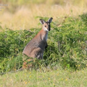 Notamacropus rufogriseus at Kioloa, NSW - 23 Jan 2015