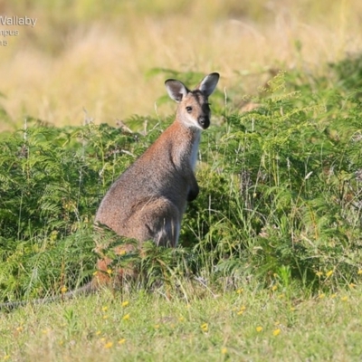 Notamacropus rufogriseus (Red-necked Wallaby) at Kioloa, NSW - 22 Jan 2015 by Charles Dove