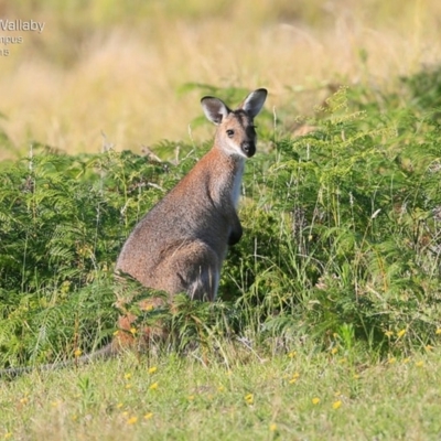 Notamacropus rufogriseus (Red-necked Wallaby) at Kioloa, NSW - 23 Jan 2015 by CharlesDove
