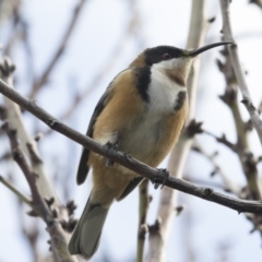 Acanthorhynchus tenuirostris (Eastern Spinebill) at Higgins, ACT - 8 Jul 2018 by Alison Milton