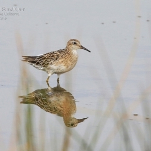 Calidris acuminata at Jervis Bay National Park - 24 Jan 2015 12:00 AM