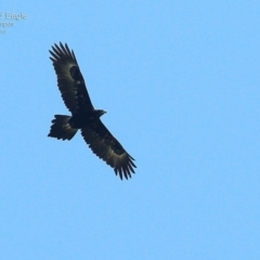 Aquila audax (Wedge-tailed Eagle) at Kioloa, NSW - 22 Jan 2015 by Charles Dove