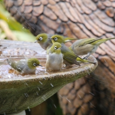 Zosterops lateralis (Silvereye) at Higgins, ACT - 8 Jul 2018 by AlisonMilton