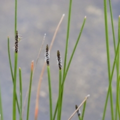 Eleocharis (genus) (Spike-rush) at Michelago, NSW - 24 Oct 2010 by Illilanga