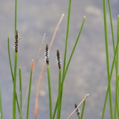 Eleocharis (genus) (Spike-rush) at Michelago, NSW - 24 Oct 2010 by Illilanga