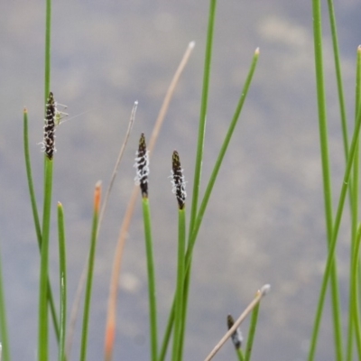 Eleocharis sp. (Spike-rush) at Illilanga & Baroona - 24 Oct 2010 by Illilanga