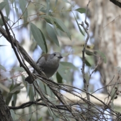 Colluricincla harmonica (Grey Shrikethrush) at ANBG - 22 May 2018 by Alison Milton