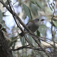 Colluricincla harmonica at Acton, ACT - 22 May 2018