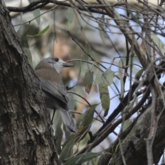 Colluricincla harmonica at Acton, ACT - 22 May 2018 12:05 PM